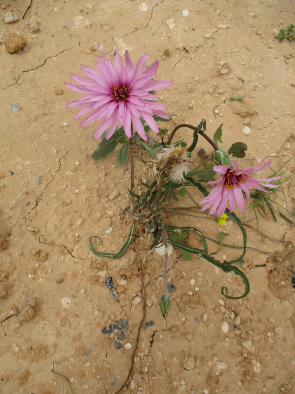 plante à fleurs de Djerba
